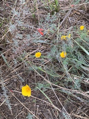 Eschscholzia californica