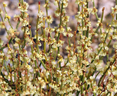 Eriogonum nidularium