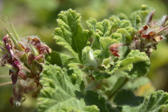 Pelargonium panduriforme
