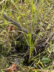 Sparganium americanum