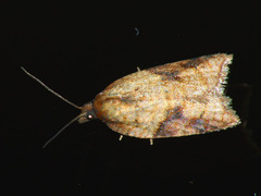 Acleris aspersana