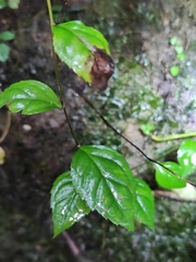 Veronicastrum axillare