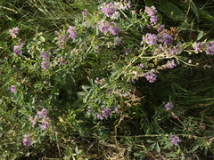 Medicago sativa