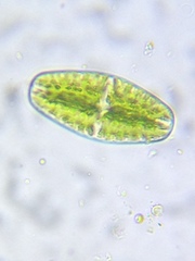 Netrium digitus
