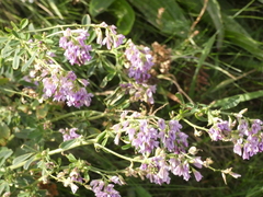 Medicago sativa