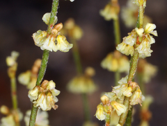 Eriogonum nidularium
