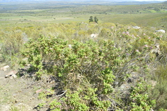 Pelargonium panduriforme