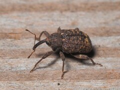 Conotrachelus posticatus