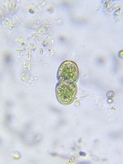 Cosmarium subcucumis