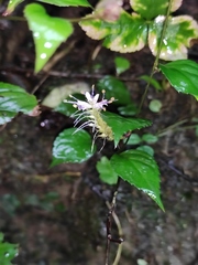 Veronicastrum axillare
