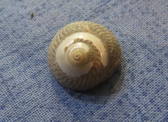 Steromphala cineraria