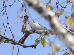 Cyanistes cyanus