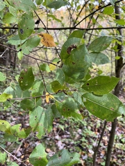 Prunus americana
