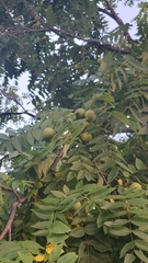 Juglans