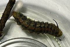 Anisota virginiensis