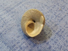 Steromphala cineraria