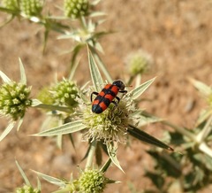 Trichodes leucopsideus