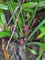 Reineckea carnea