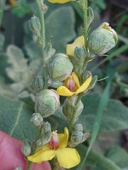 Asphondylia verbasci