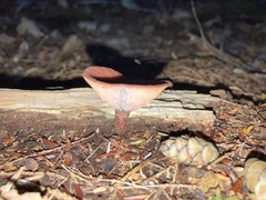 Lactarius rufus