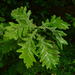 Quercus robur robur - Photo (c) Miroslav Stamenov, some rights reserved (CC BY-NC), uploaded by Miroslav Stamenov