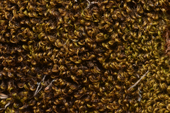 Scorpidium revolvens