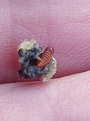 Asphondylia verbasci