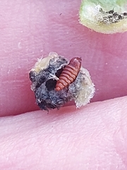 Asphondylia verbasci