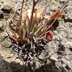 Dudleya abramsii