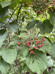 Viburnum dilatatum