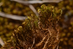 Scorpidium revolvens