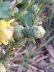 Asphondylia verbasci