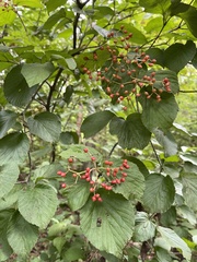 Viburnum dilatatum