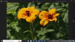 Sclerocarpus uniserialis