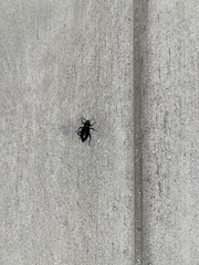 Coelocnemis dilaticollis