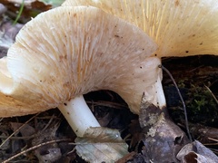 Rhodocollybia
