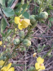 Asphondylia verbasci