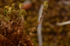 Scorpidium revolvens