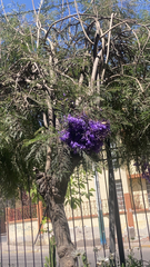 Jacaranda mimosifolia