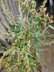 Artemisia verlotiorum