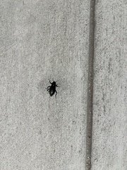 Coelocnemis dilaticollis