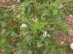 Heliotropium indicum