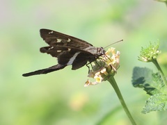 Chioides albofasciatus