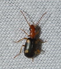 Brachinus exhalans