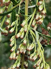 Artemisia verlotiorum