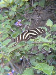 Heliconius charithonia vazquezae