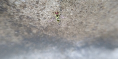Syrphidae