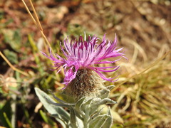 Centaurea uniflora