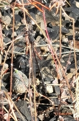 Lestidae