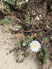 Malacothrix saxatilis